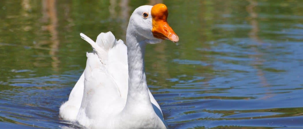 Chinese Geese Bird Facts | Anser cygnoides domesticus - AZ Animals