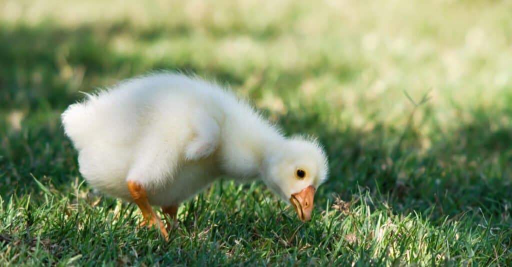 Chinese gosling in the grass