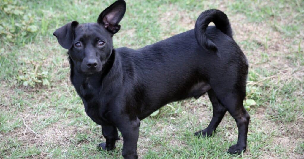 Young black Chiweenie dog playing outside.