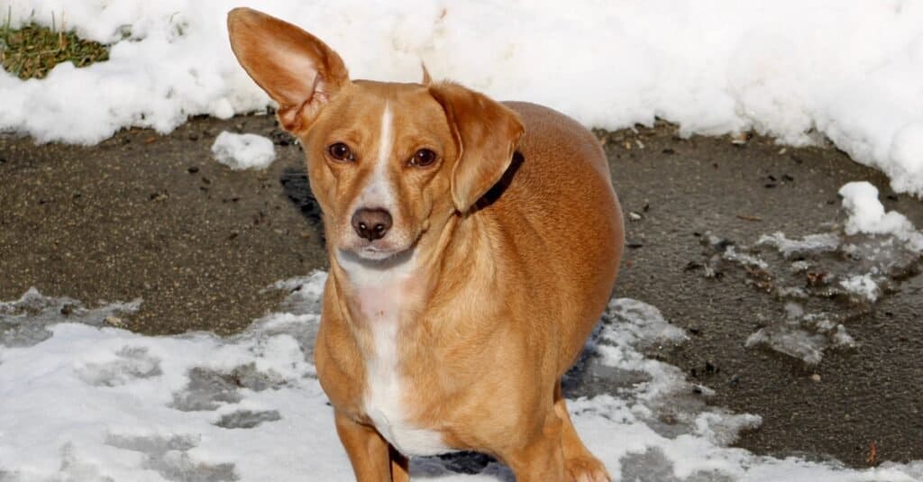 A Chiweenie (chihuahua dachshund mixed breed dog) playing in the snow.