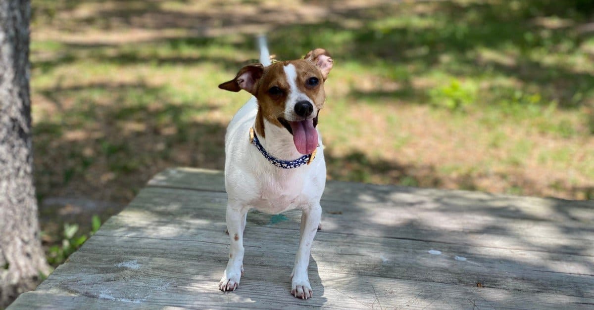 A cute Chiweenie playing in the woods.