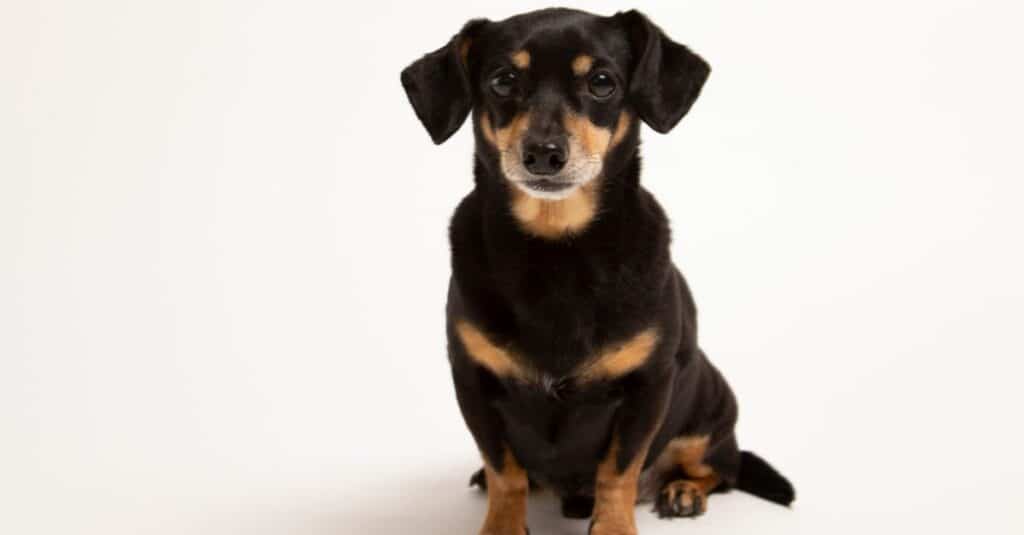 Chiweenie isolated on a white background.