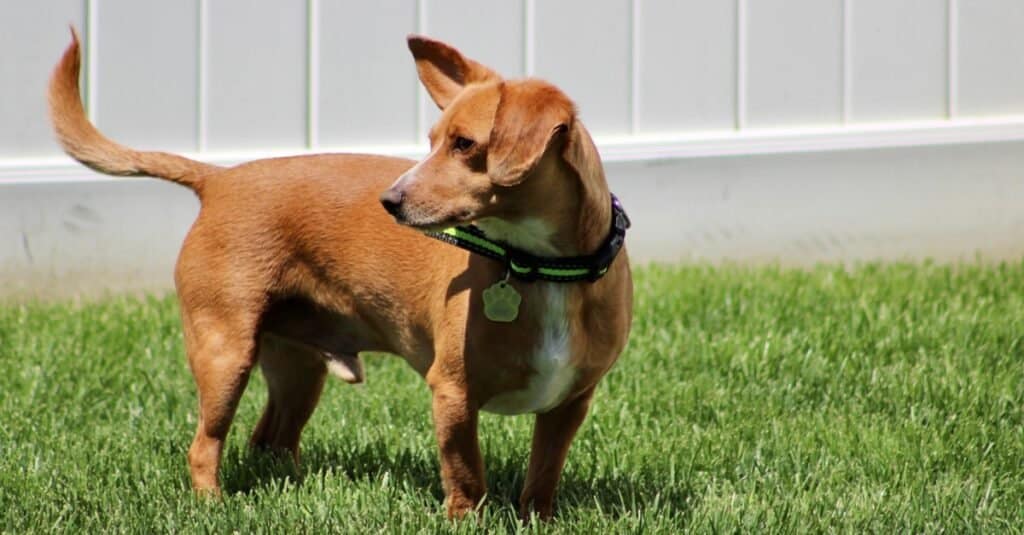 A young alert Chiweenie, a mix of Chihuahua and Dachshund dog breeds, standing on a green lawn on a sunny day.