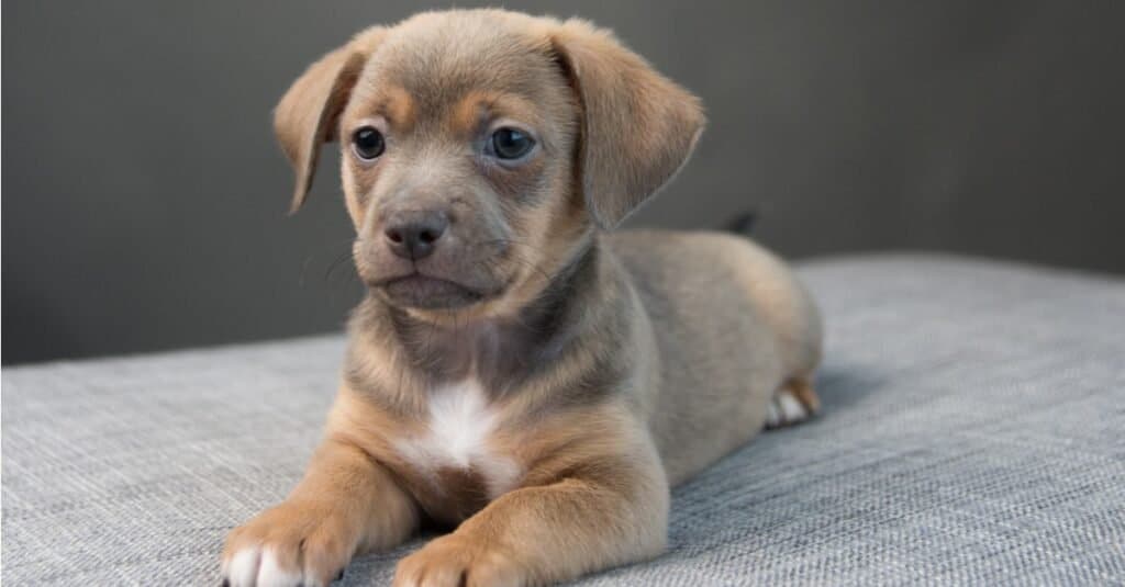 Tiny Chiweenie puppy lying on a gray sofa.