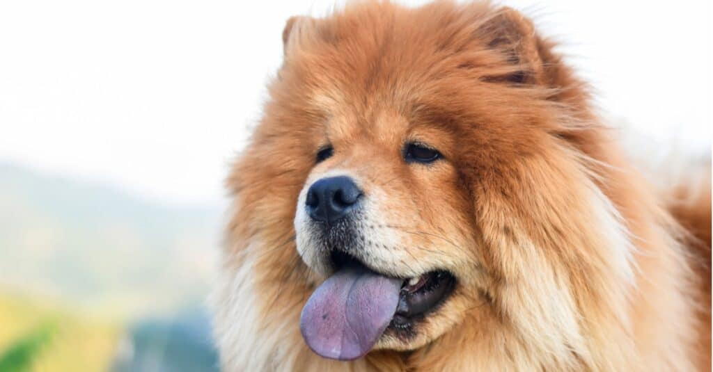 do chow chow shed