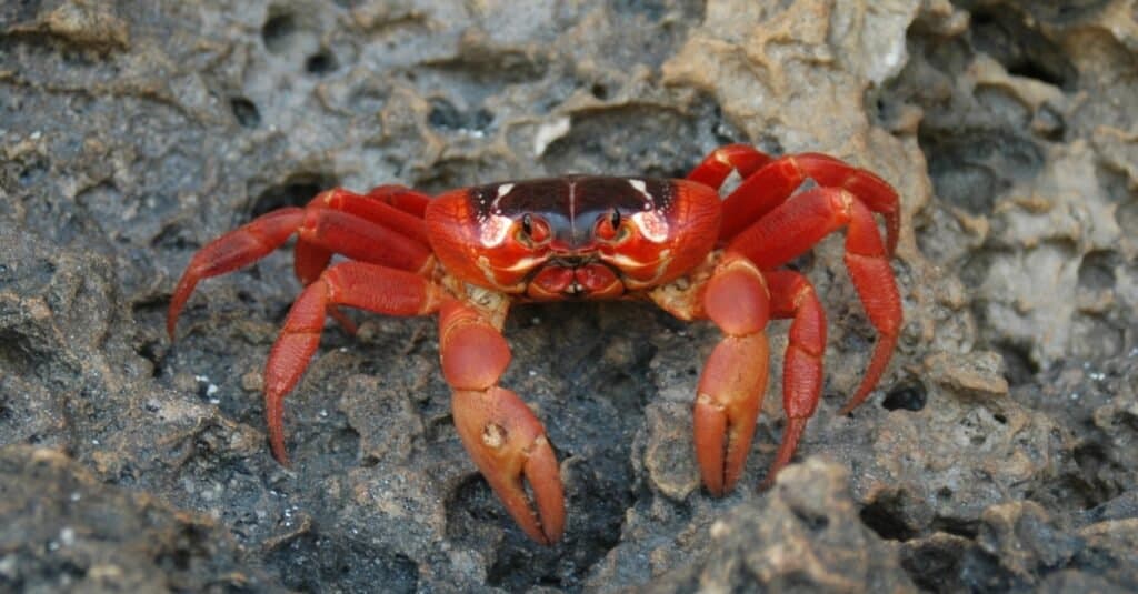 Christmas Island red crab on rocks