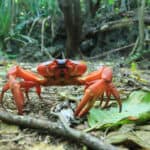 Christmas Island red crab