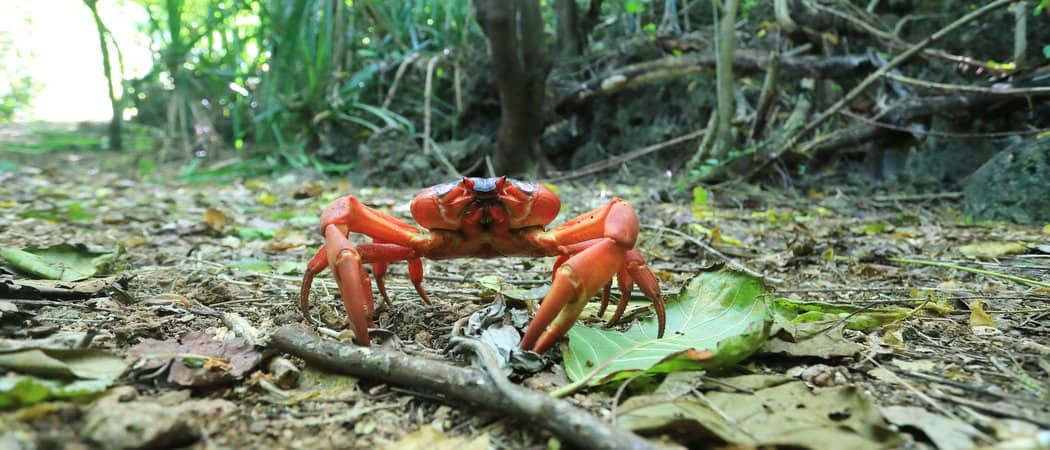 Christmas Island Red Crabs - Animals Of Oceania - WorldAtlas