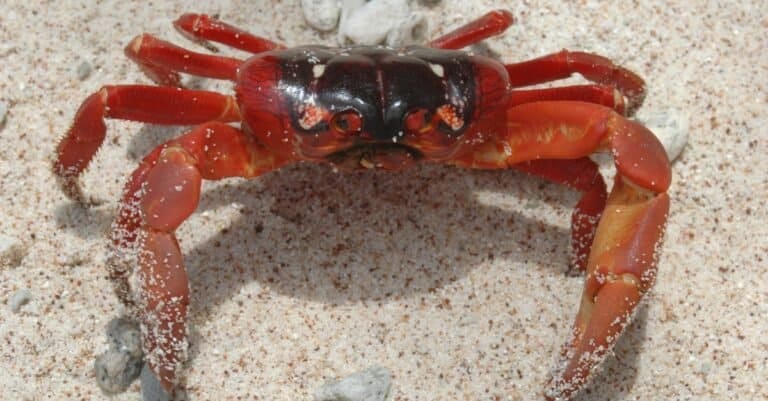 Christmas Island red crab on the island