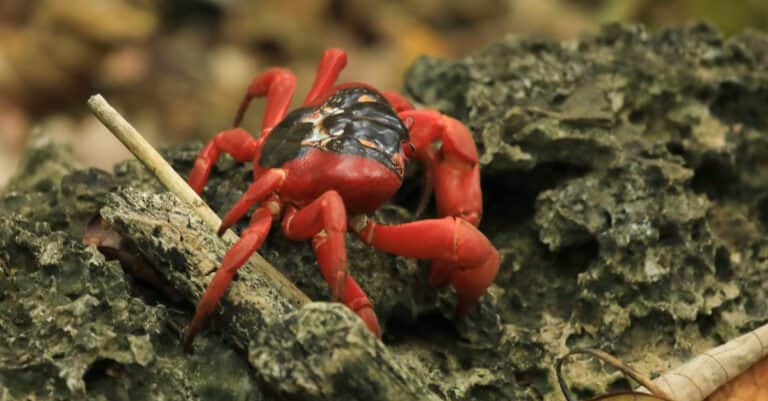 Christmas Island red crab crawling on rocks
