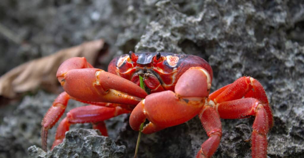 close up of Christmas Island red crab
