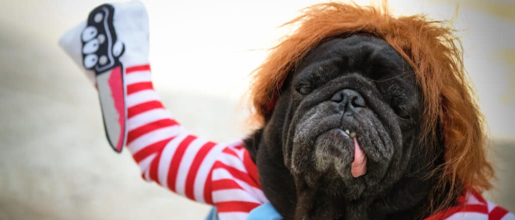Dog in Chucky costume