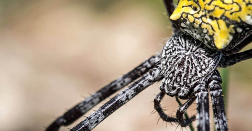 Close-Up of Banana Spider