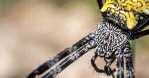 Banana Spider vs Garden Spider: What Are the Differences? Picture