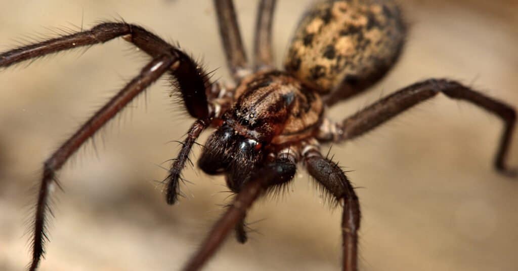 Close Up of Common House Spider