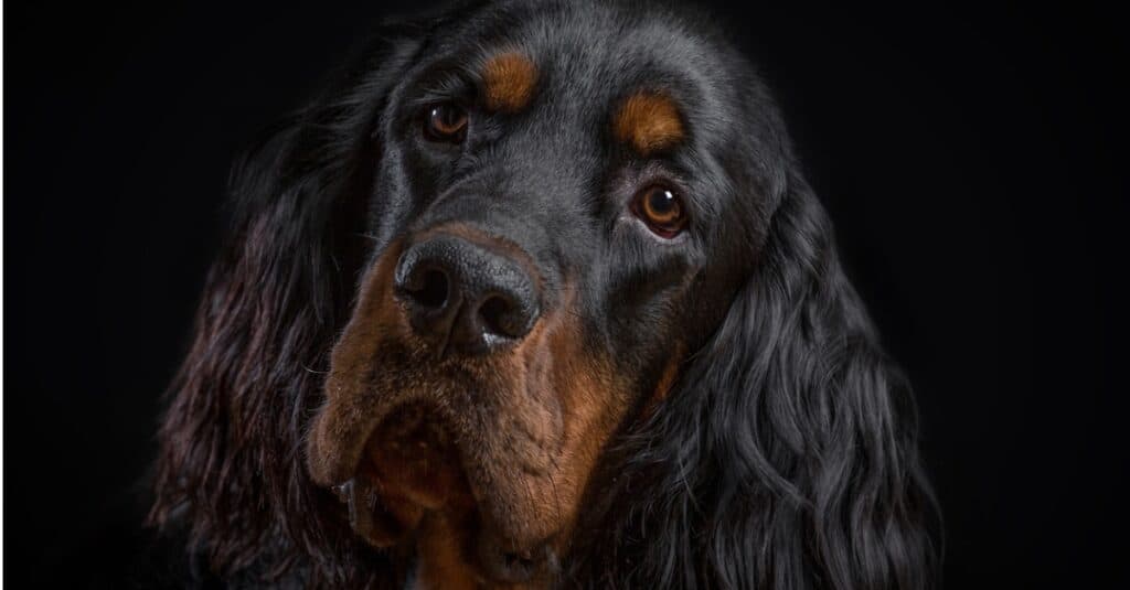 Close-up of Gordon Setter