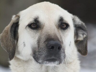 Kangal Shepard Dog Picture