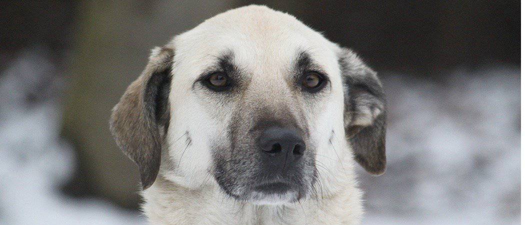 Close-up of Kangal