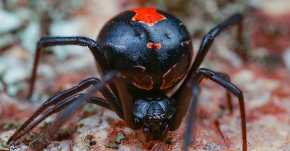 Close up of Redback Spider