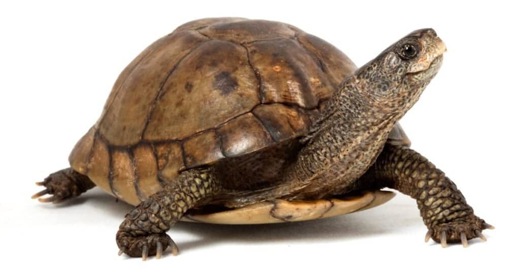 Coahuilan Box Turtle- Isolated