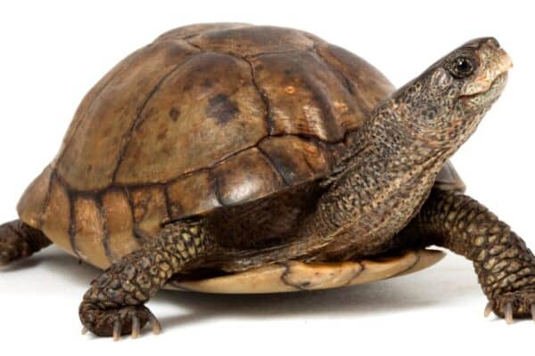 Coahuilan Box Turtle- Isolated