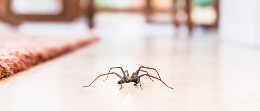 Common House Spider Crawling on a Living Room Floor