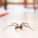 Common house spider