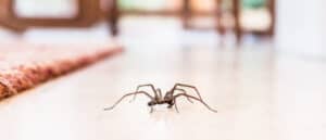 Giant House Spiders are Piling Into Homes Looking for Mates Picture