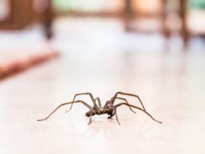 A Common House Spider