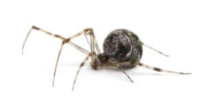 Common House Spider Animal Facts - Parasteatoda tepidariorum - A-Z Animals