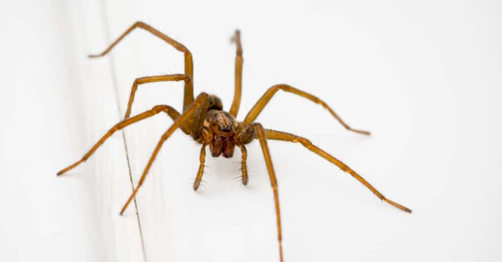 Common House Spider in a Bathroom