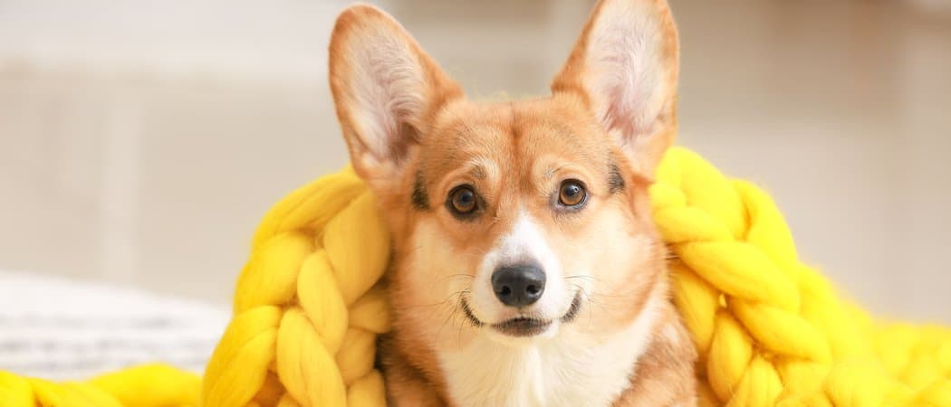 Yellow Dog Agreements: A Deep Dive into Employer-Employee Dynamics
