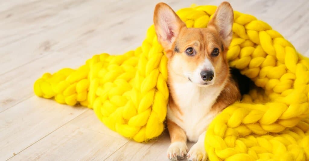 Corgi in Knit Blanket