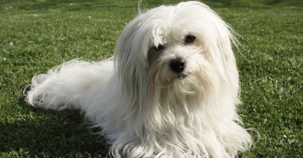 Coton de Tulear laying in the grass