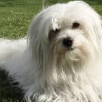This breed is most well known for its soft, smooth coat. 