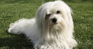 Coton De Tulear vs Havanese: What’s the Difference? Picture