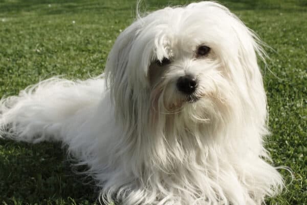 This breed is most well known for its soft, smooth coat. 