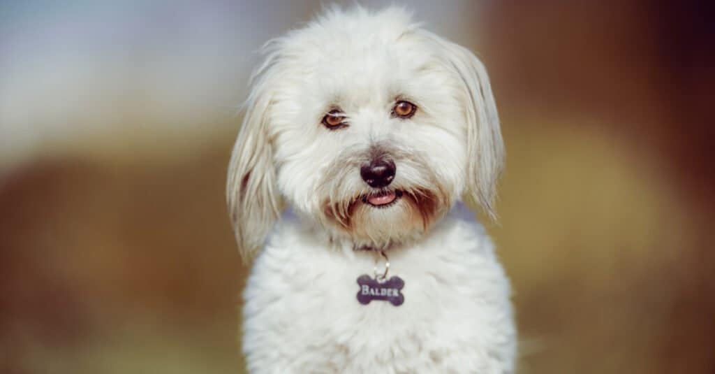 close up of a Coton de Tulear