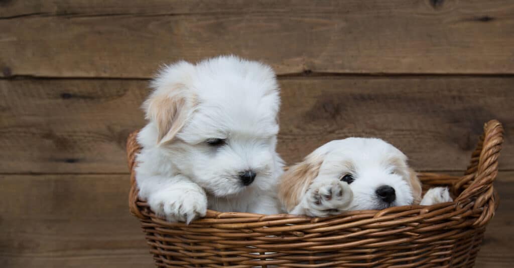 Coton de Tulear puppies in a basket
