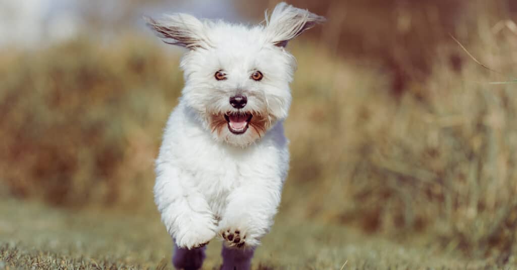 Coton de Tulear running with ears flopping