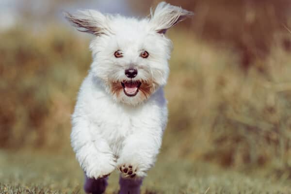 Coton de Tulear running with ears flopping