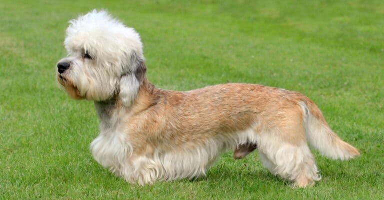 Rarest Dogs: Dandie Dinmont Terrier