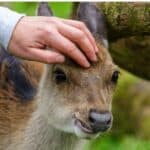 Refrain from petting wild animals, as it can pose a threat to them in the long run.