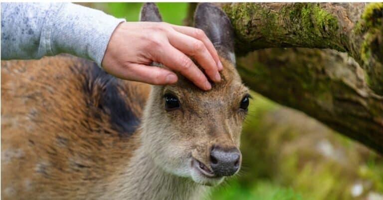 Deer-being-Petted