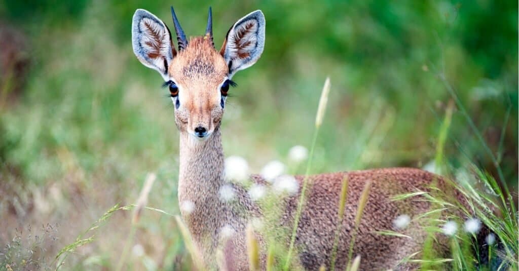 A Dik-Dik standing alert in the grass of Samburu National Reserve in Kenya, Africa.