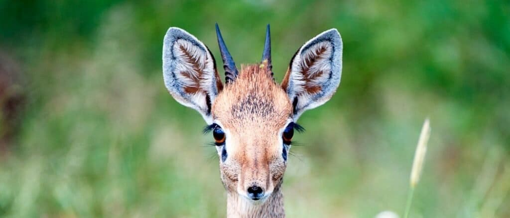 Dik-dik close-up