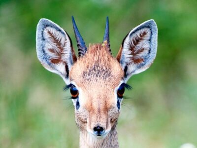 A Dik-Dik