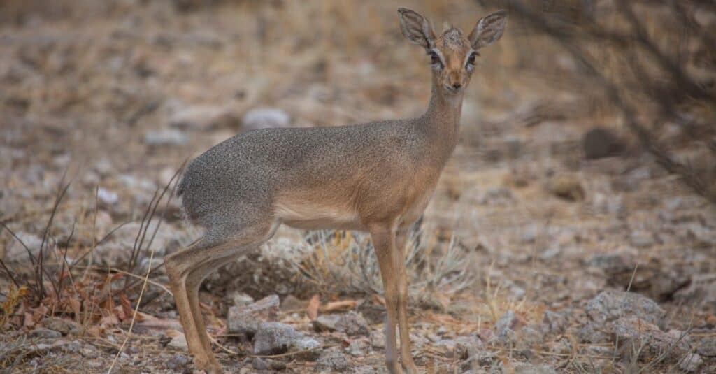 The smallest antelope Dik-dik in Damaraland of Namibia, Southern Africa.