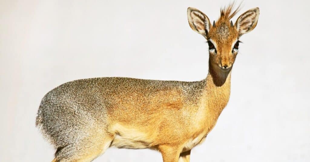 Dik-dik isolated on a white background.