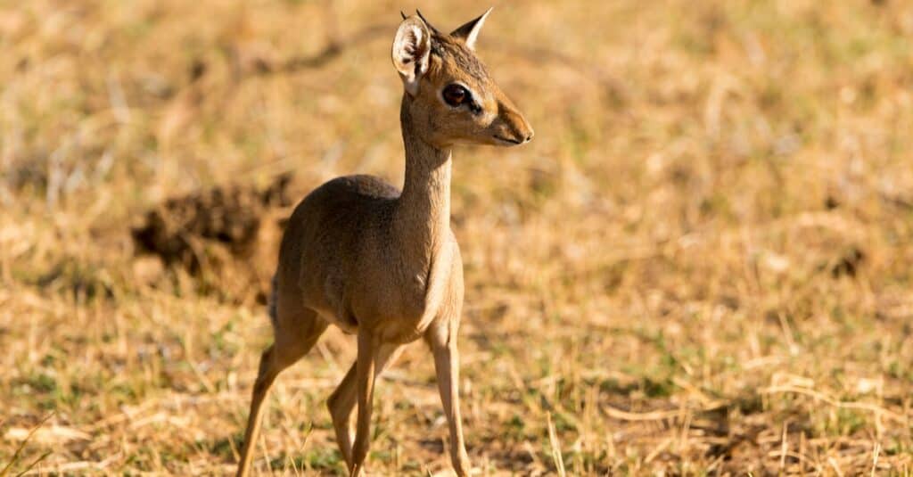 Günther's dik-dik (Madoqua guentheri), Samburu National Reserve, Kenya